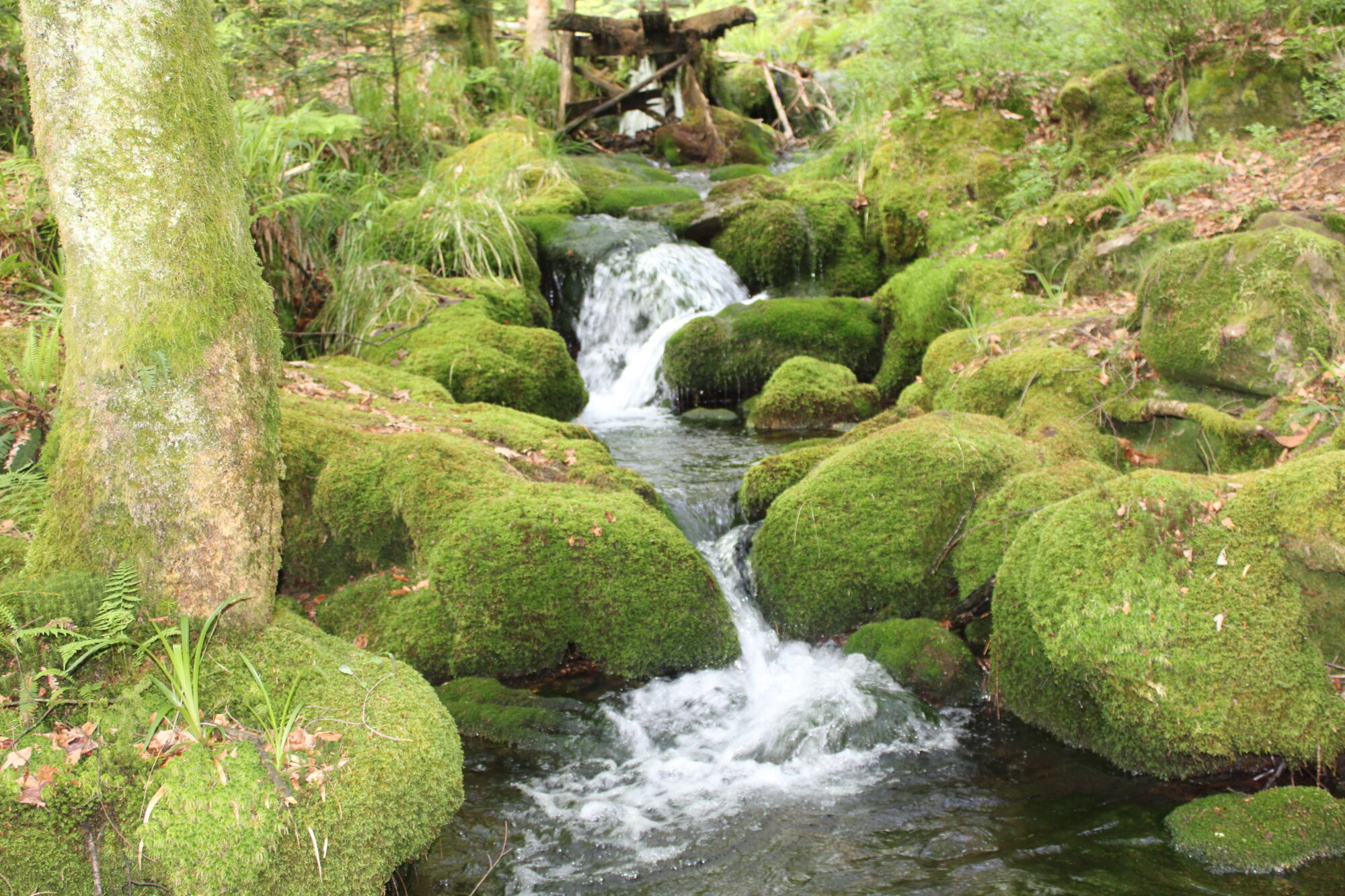 IMG_4365 | Chalet de l'Oseraie Chalet haut de gamme : tourisme et repos en famille à Le Saulcy vers Strasbourg et Colmar Rambervillers 0